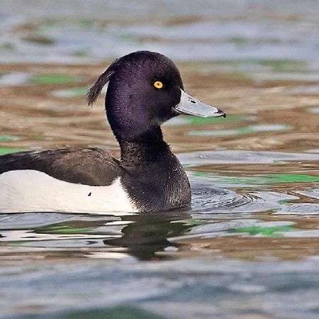 Apartmán Fewo Im Naturschutzgebiet Hiddenhausen Exteriér fotografie