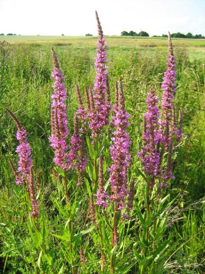 Apartmán Fewo Im Naturschutzgebiet Hiddenhausen Exteriér fotografie